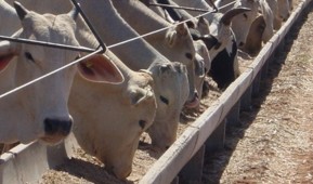 Como Fazer Ração Para Gado de Corte em Águas Lindas de Goiás