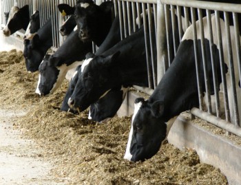 Como Fazer Ração Para Gado de Leite em São Bernardo do Campo