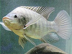 Formulação de Ração para Peixes em Barra de São Francisco